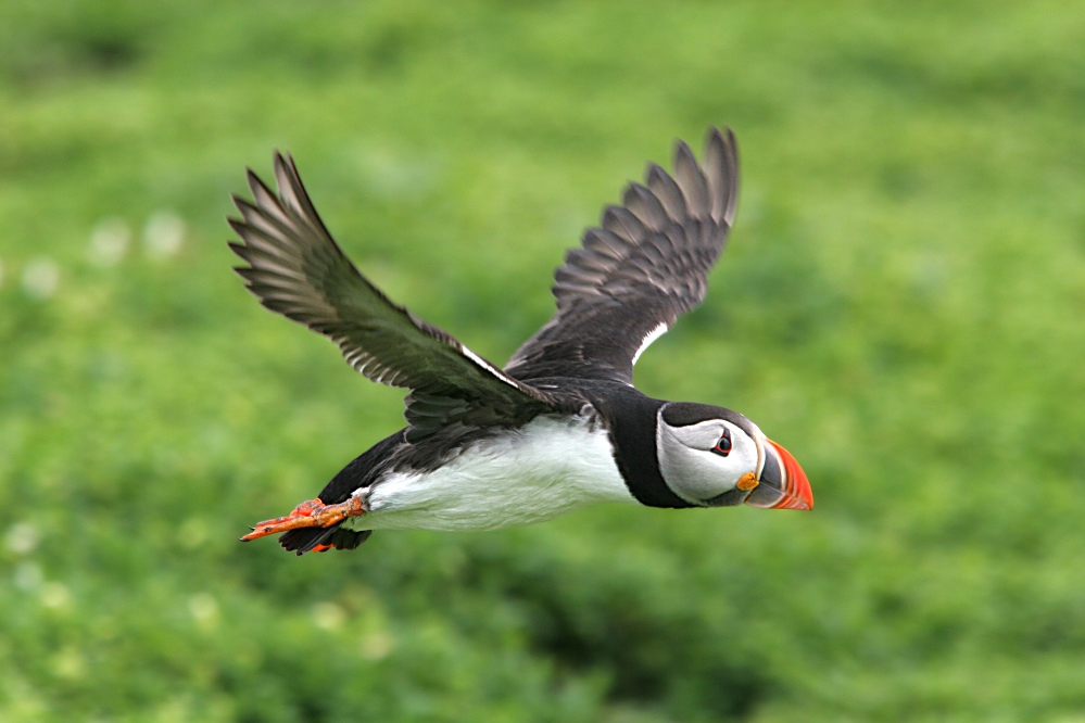 Papageientaucher im Flug ND