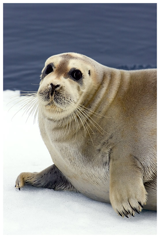 Bartrobbe auf Spitzbergen