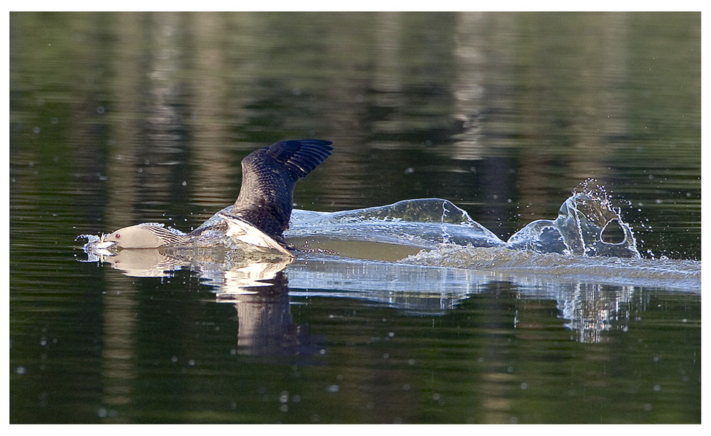 Sterntaucher-Landung mit Fisch