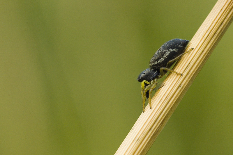 Springspinne mit Beute