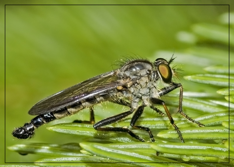 Raubfliege, EBV