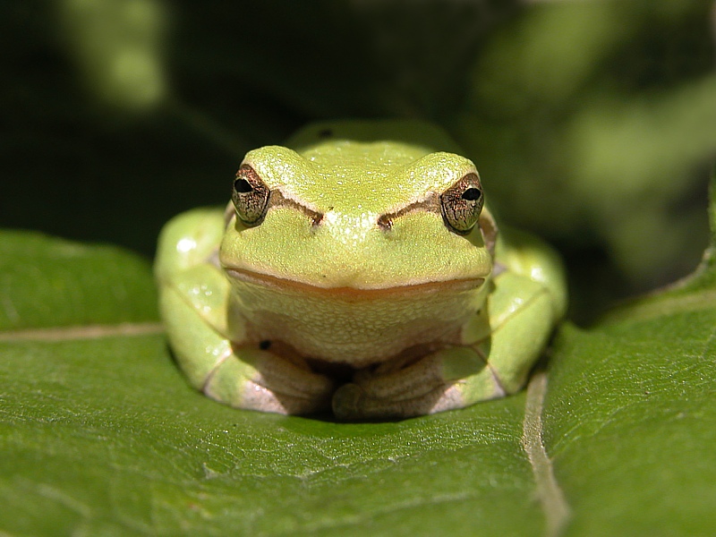 Laubfrosch EBV