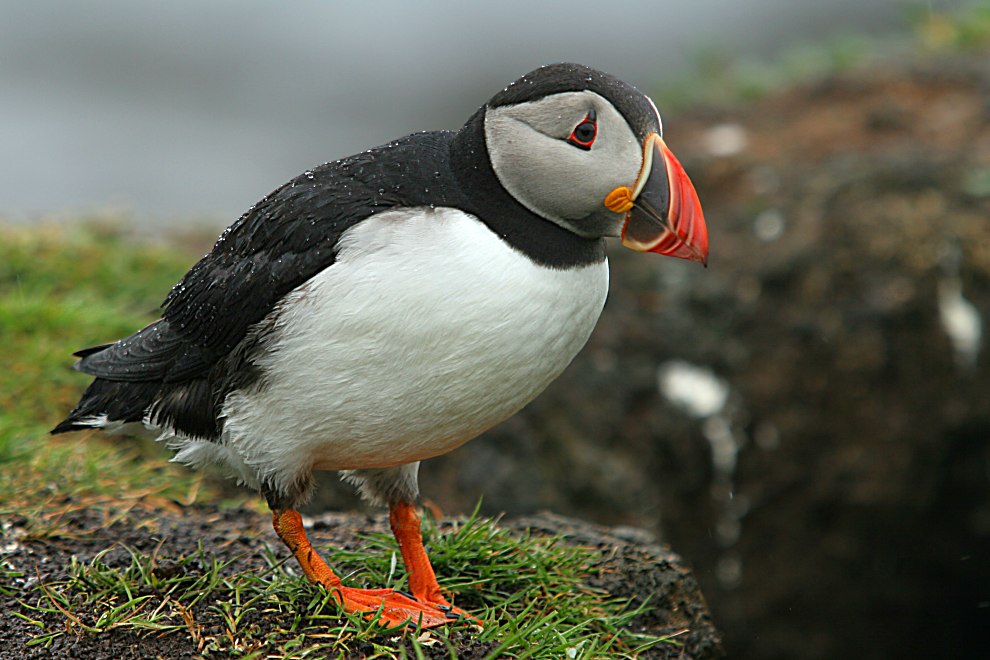 Papageientaucher ND