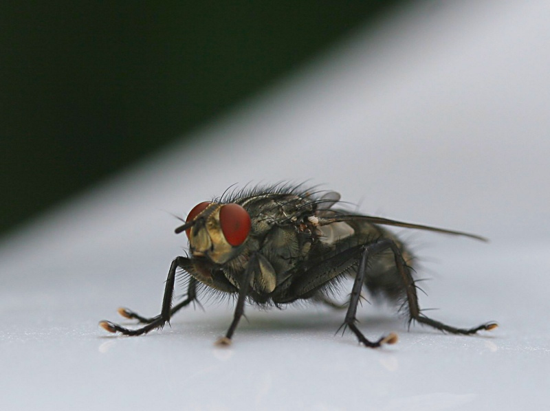 ND : Fliege