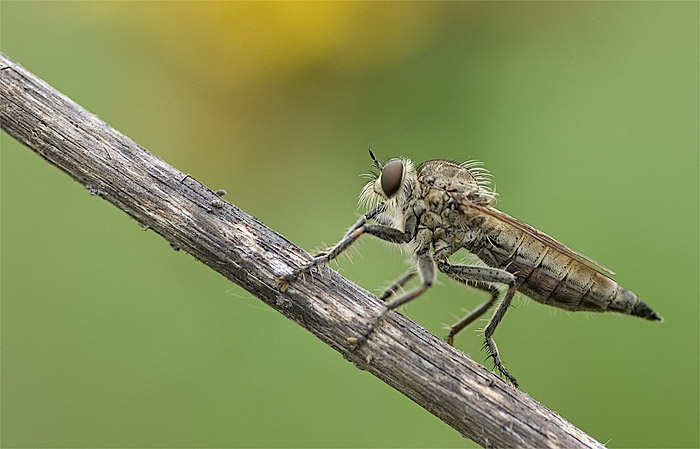 Raubfliege