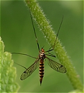 Krähenschnake ND
