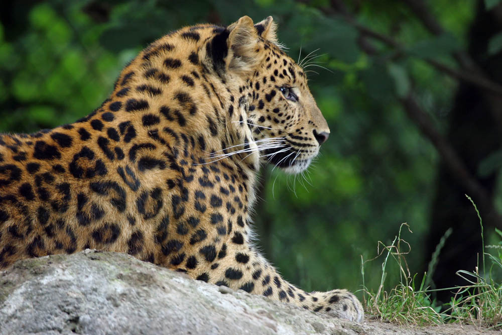 Chinesischer Leopard