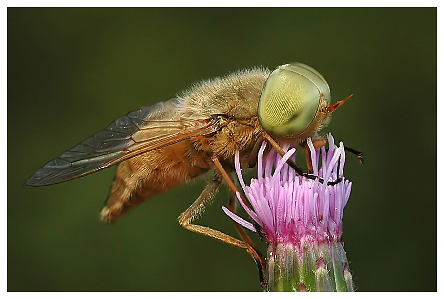 Bremse, Atylotus rusticus