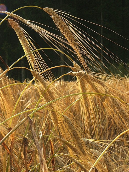 Ähren im Sommer ND