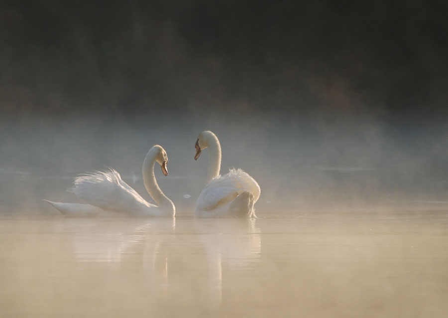 Schwan im Morgentau 4