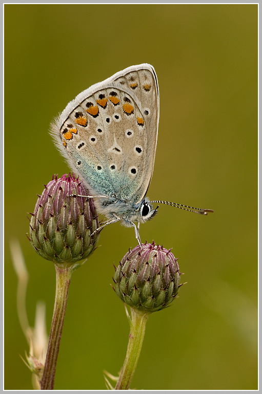Gemeiner Bläuling (Polyommatus icarus)
