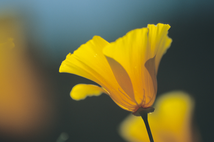 Kalifornischer Goldmohn ND