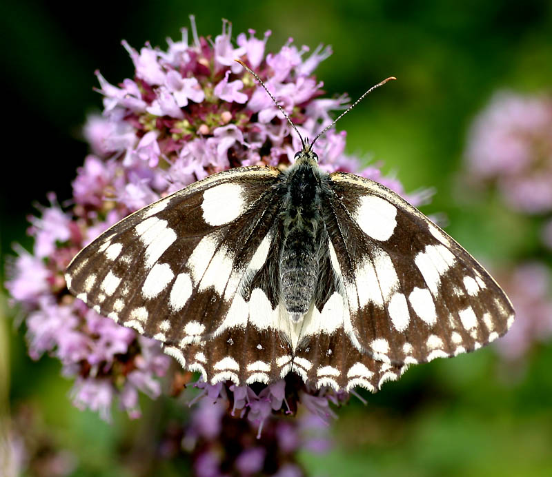 Schachbrettfalter ND