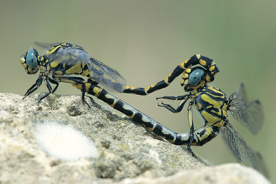 Große Zangenlibelle, Paarungsrad ND