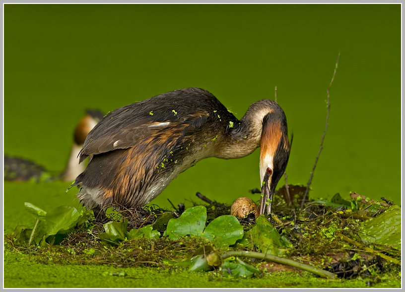 Haubentaucher (Podiceps cristatus)