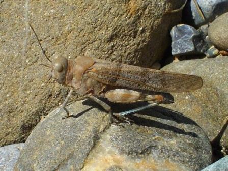 blauflügelige Sandschrecke (Sphingonotus caerulans)