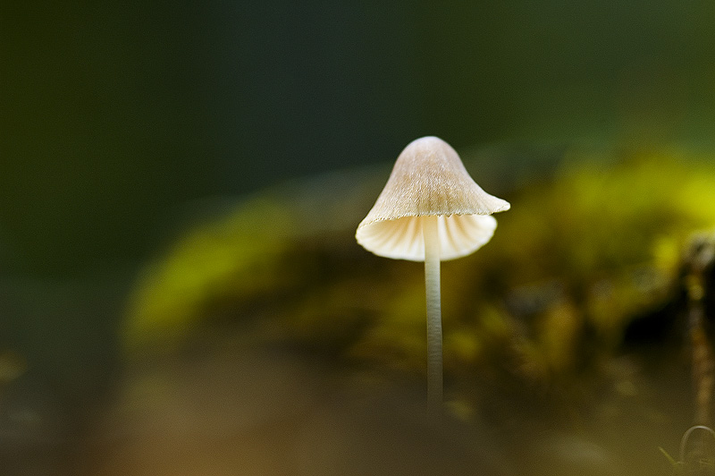 ND Pilz EBV