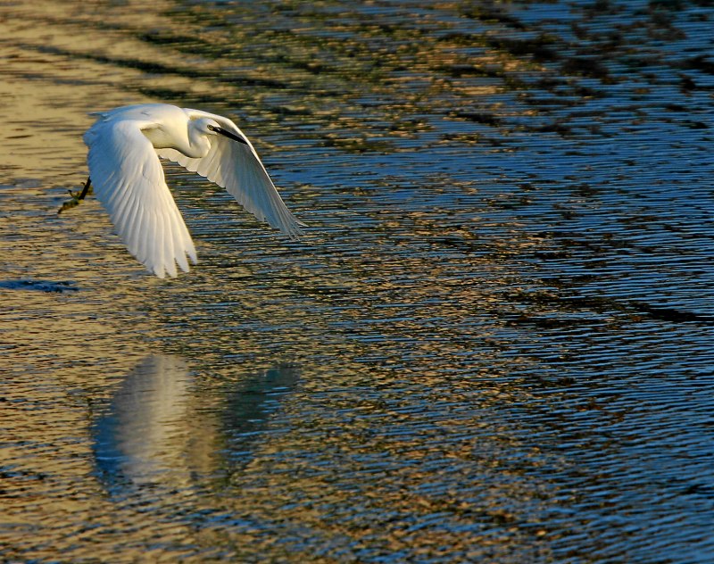 Seidenreiher im Morgenlicht ND-EBV