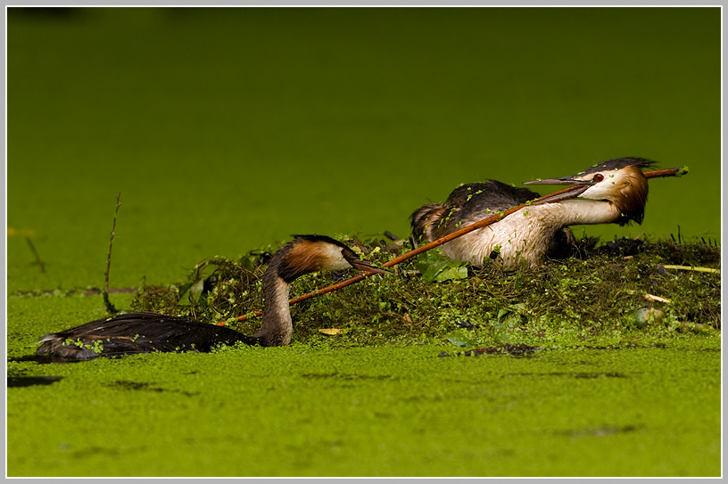 Haubentaucher (Podiceps cristatus)