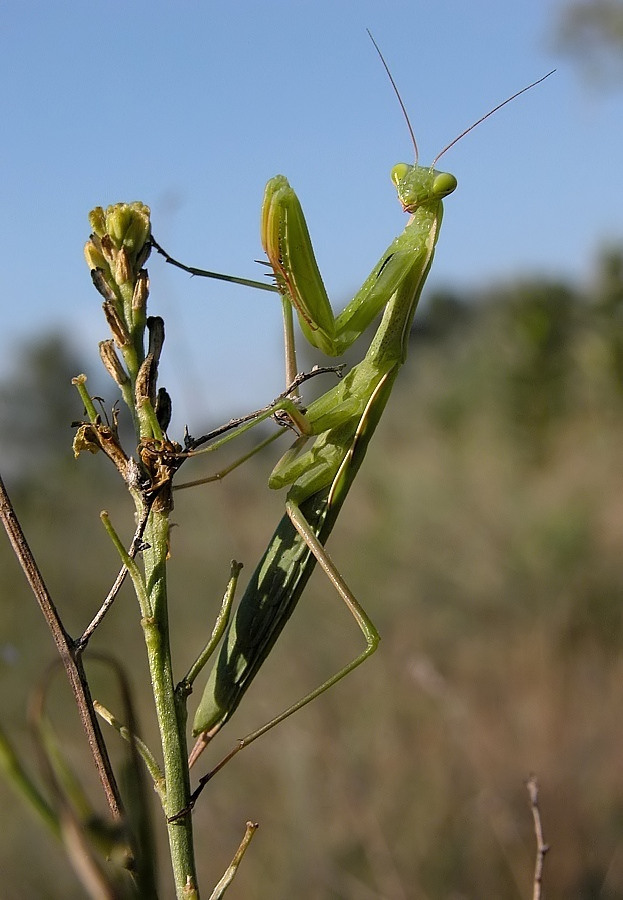 Gottesanbeterin - Mantis religiosa - 