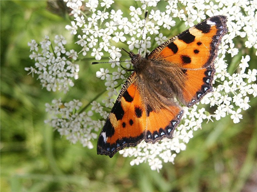 Schmetterling ND