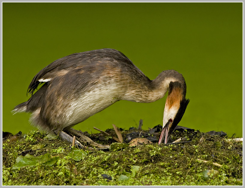 Haubentaucher (Podiceps cristatus)