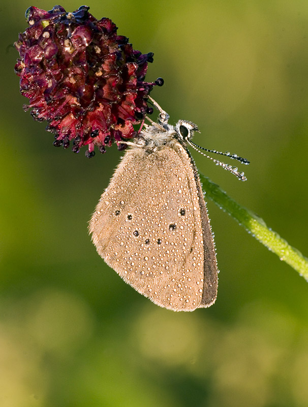 Maculinea nausithous KD Foto Fotografie 58 D 16
