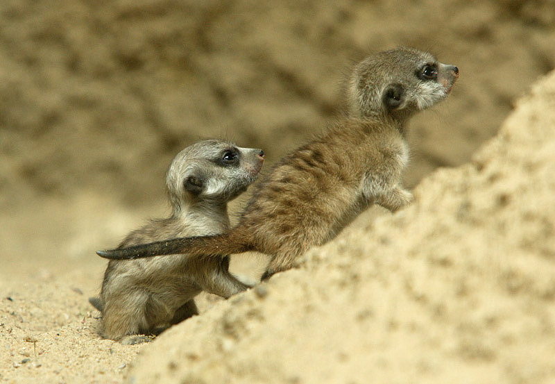 Zwei kleine Erdmännchen, ZO