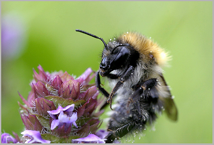 Hummel ND