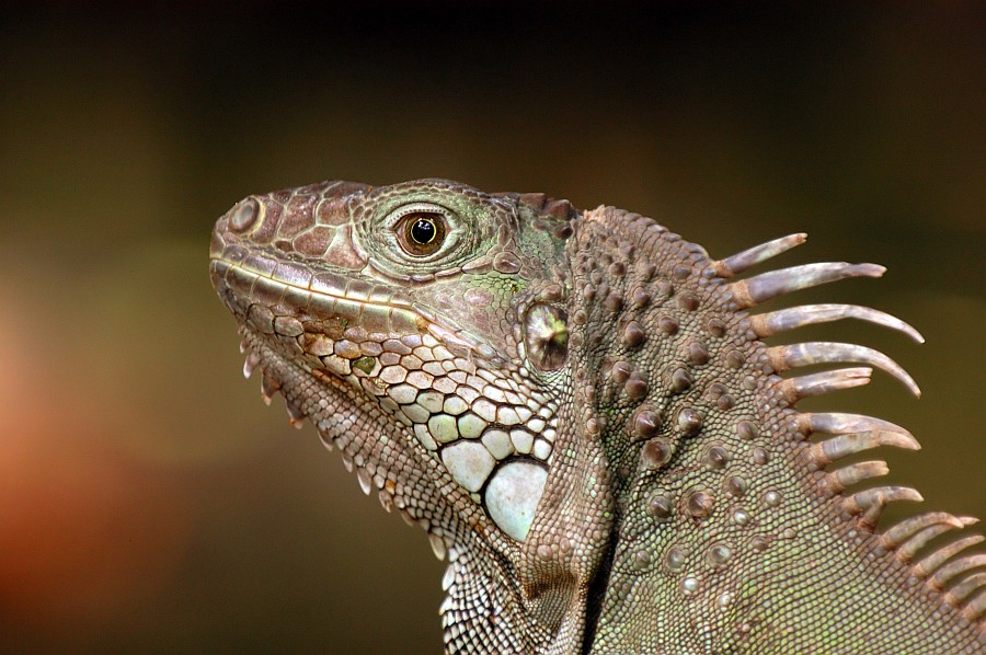 Grüner Leguan im Tropenhaus Krefeld (ZO)