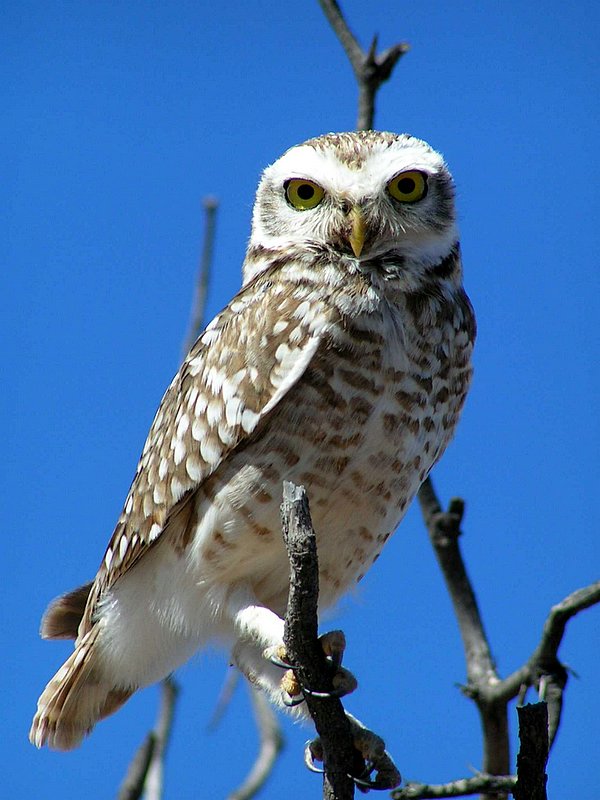 Athene cunicularia