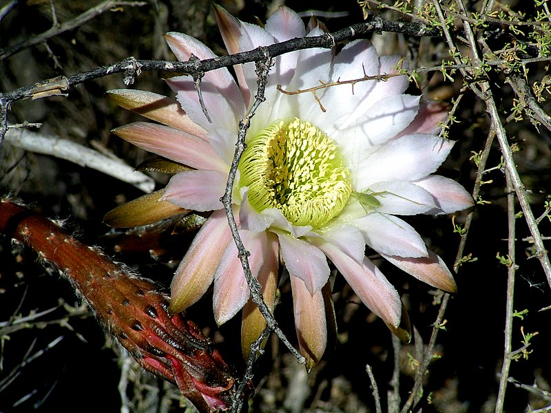 Wilde Schönheit ( Kaktusblüte )