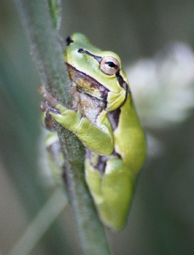 Grasfrosch