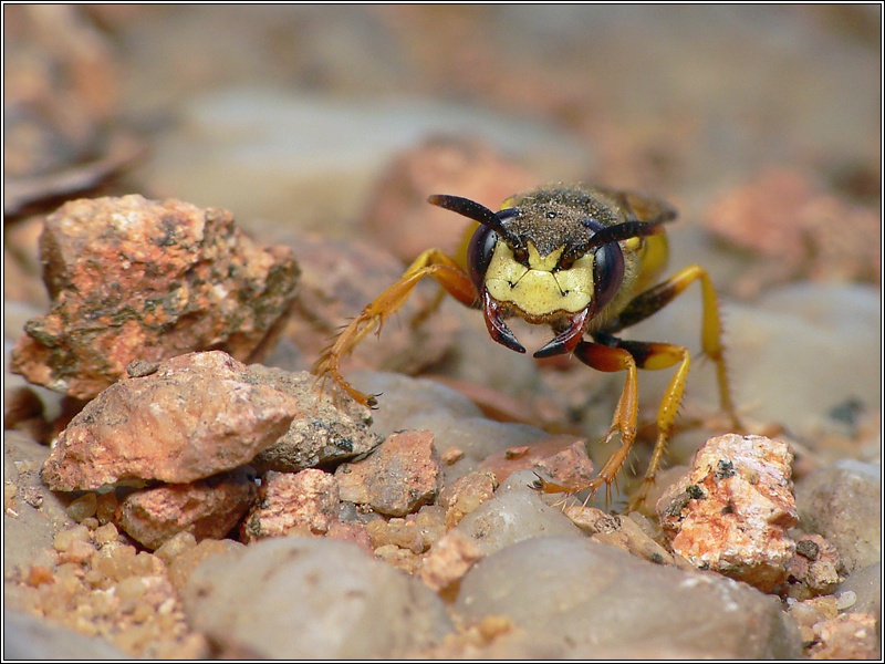 Bienenwolf (Philanthus triangulum) ND