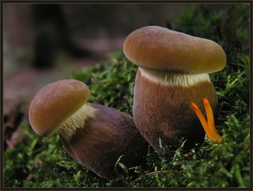 Samtfusskrempling