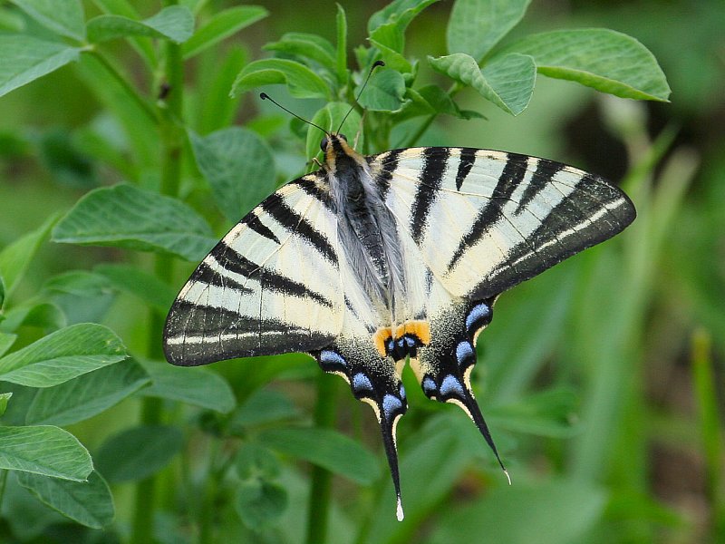 ND : Segelfalter (Iphiclides podalirius)!