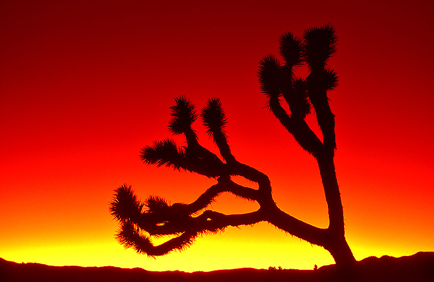 Joshua Tree after sunset