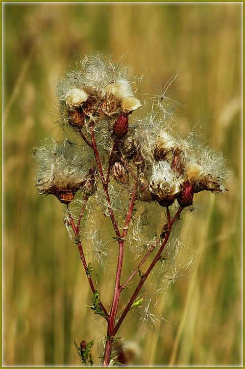 Ackerkratzdistel ?