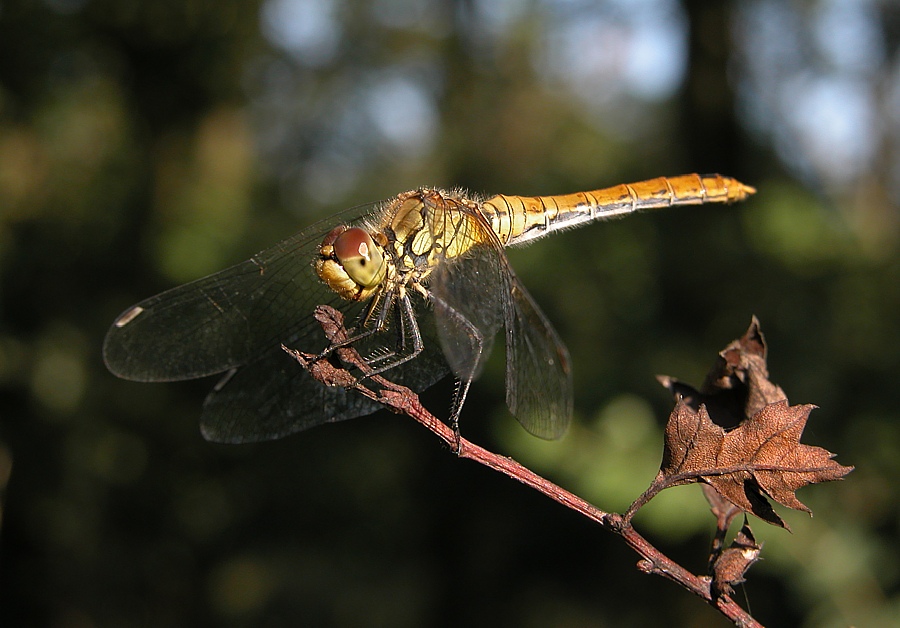 Blutrote Heidelibelle - Sympetrum sanguineum ND