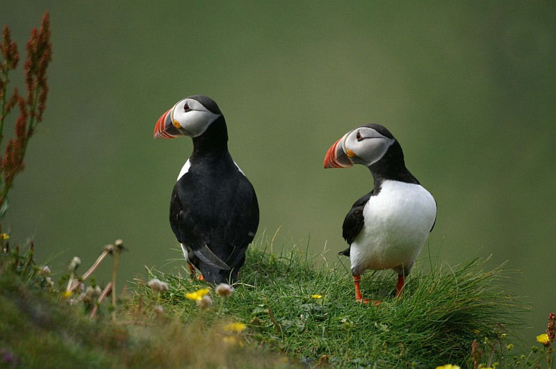 Kontaktaufnahme bei Puffins