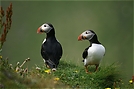 Kontaktaufnahme bei Puffins