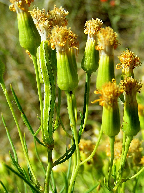 Raupe im Grünen