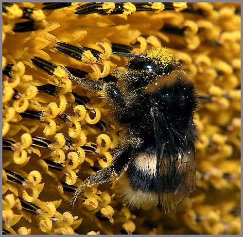 Hummel an Sonnenblumenblüte ND