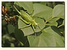 Tettigonia viridissima, EBV