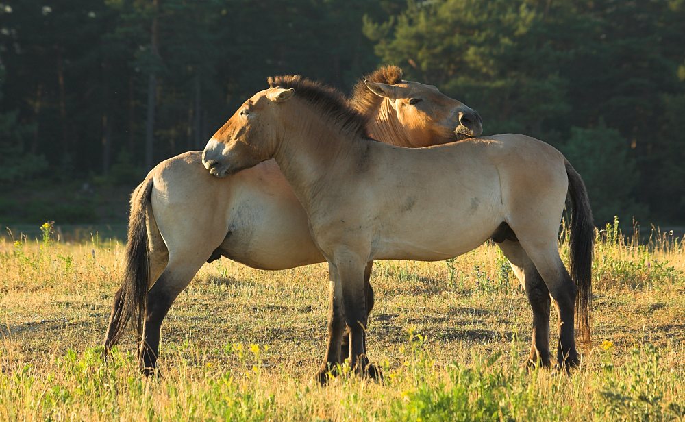 ZO: Przewalski-Urpferde
