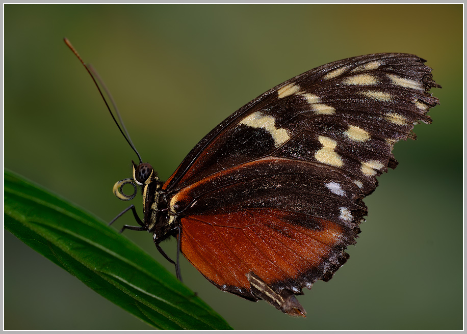 Tiger-Passionsfalter (Heliconius ismenius)