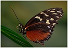 Tiger-Passionsfalter (Heliconius ismenius)