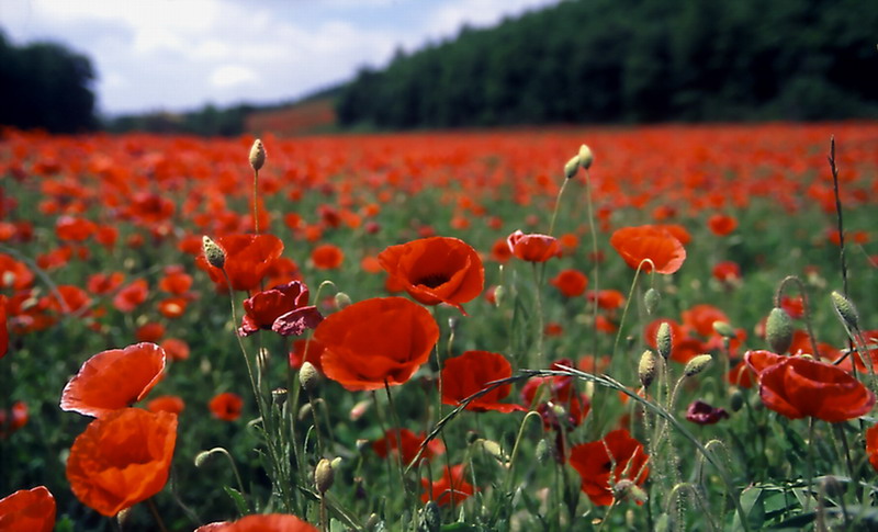 Mohnblumen (ND)