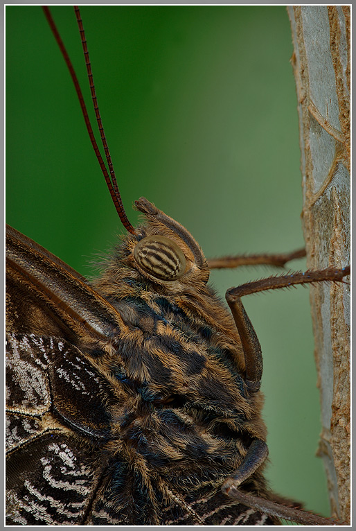 Unbekannter Schmetterling