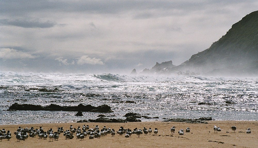 Trial Harbour, Tasmania, HE